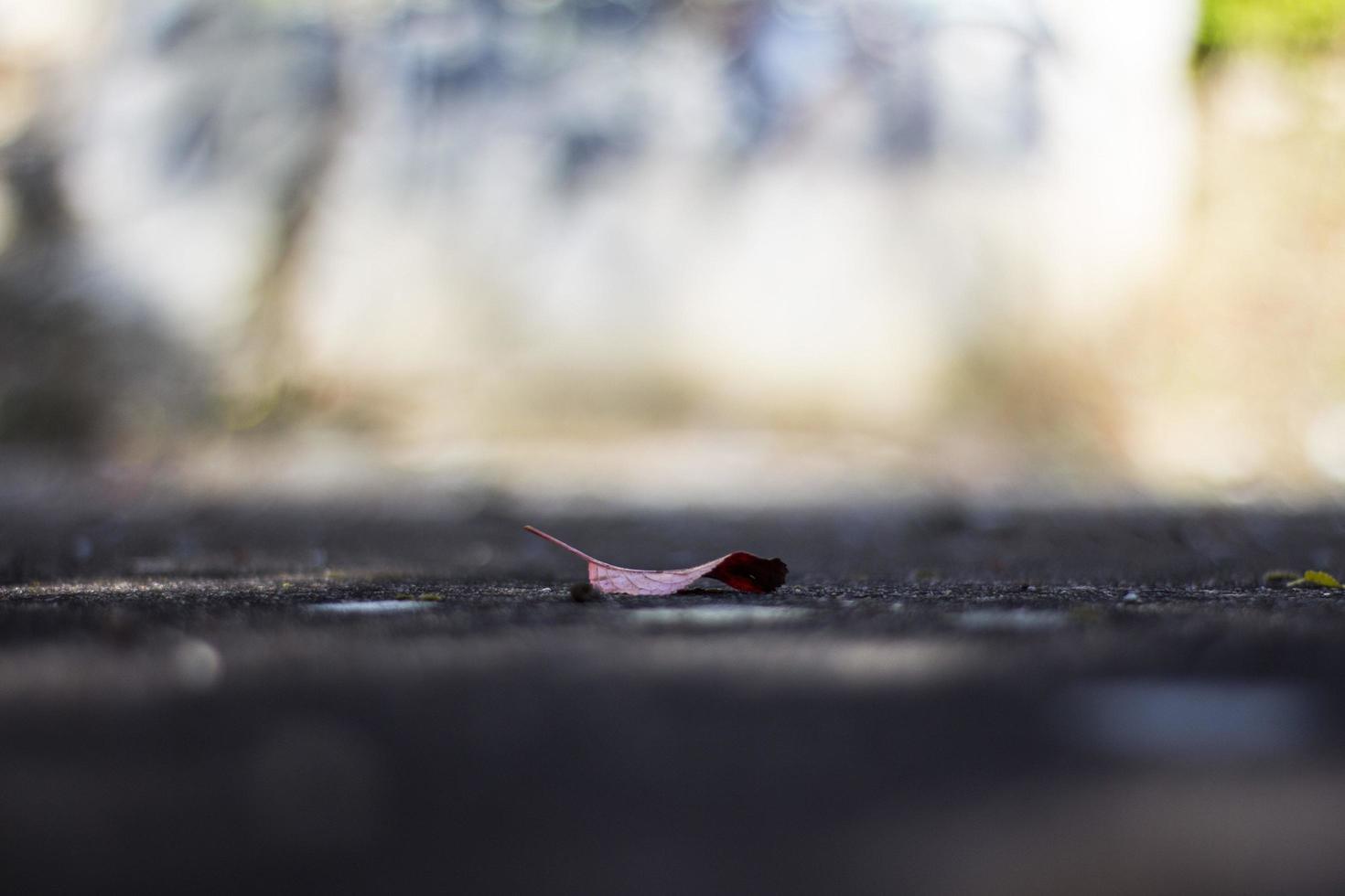 mise au point sélective des feuilles tombées au rez-de-chaussée photo