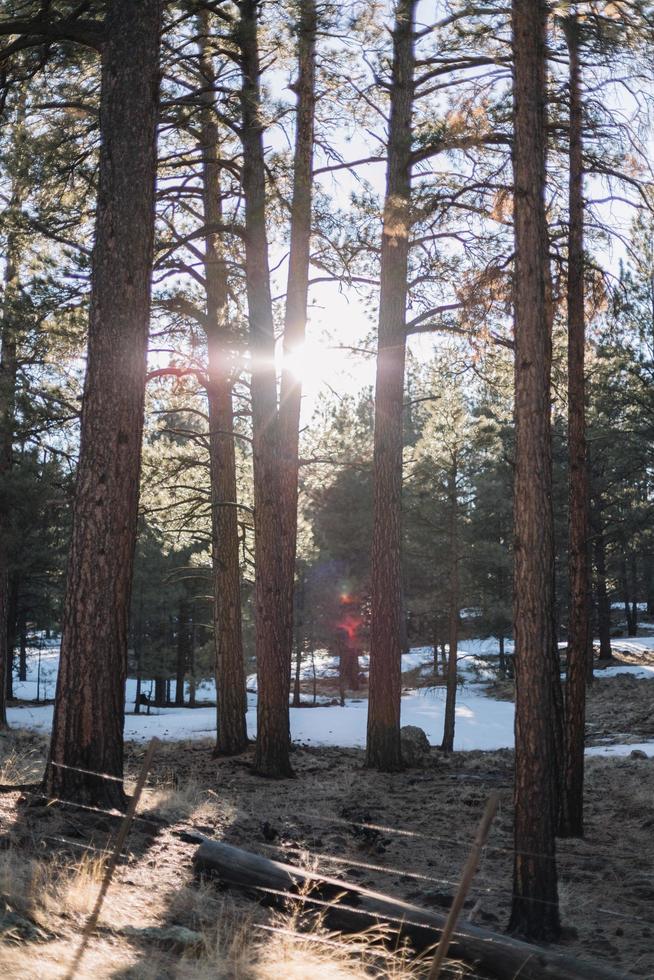 arbres bruns au soleil près d'un plan d'eau pendant la journée photo