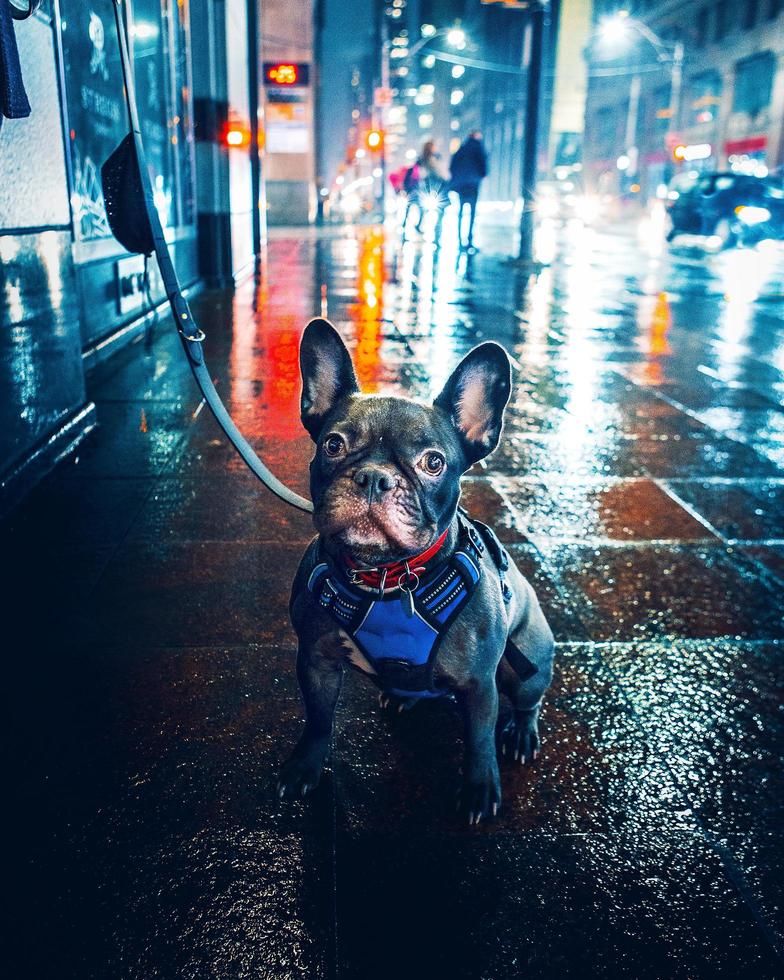 Carlin noir avec laisse sur la rue de la ville humide pendant la nuit photo