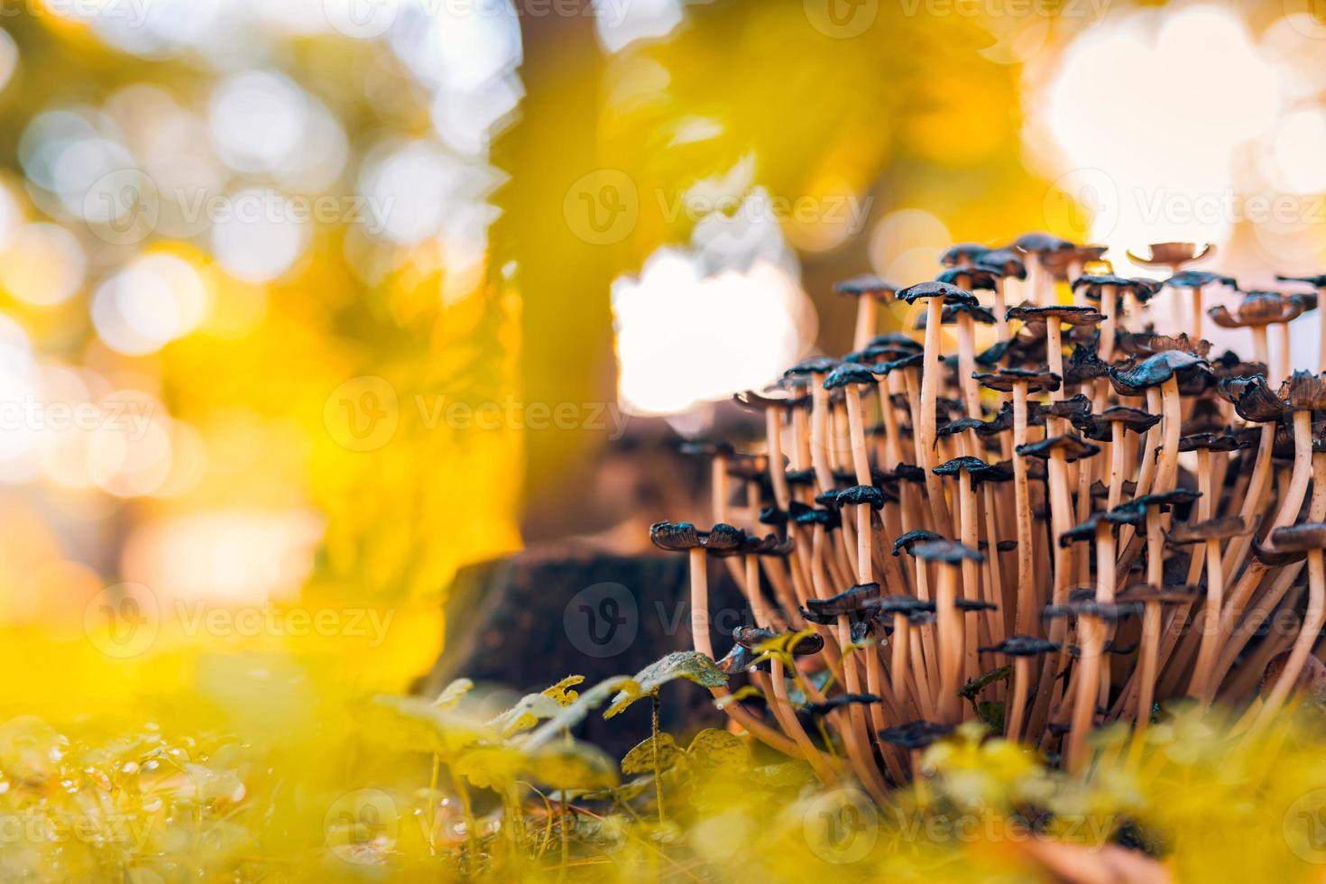 gros plan de la nature abstraite. petits champignons, coucher de soleil automne forêt fond macro nature. feuillage chaud flou. tons jaune orangé. plantes abstraites de parc en plein air photo