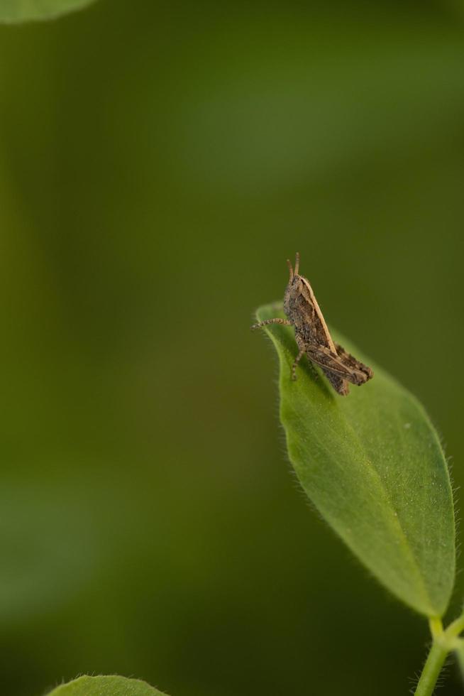 un insecte debout sur un trèfle vert photo