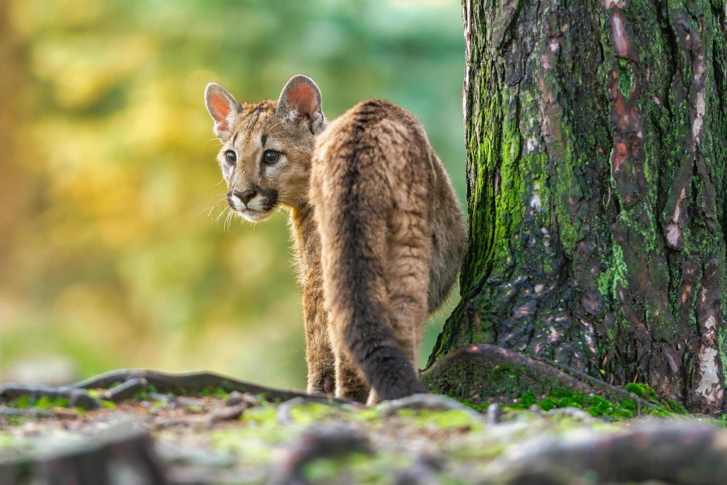 jeune puma américain rampe à travers les bois photo