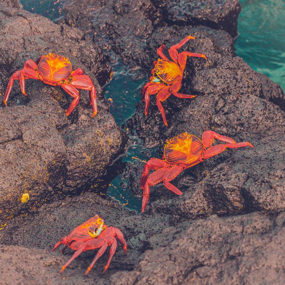 crabes vibrants sur un rocher photo
