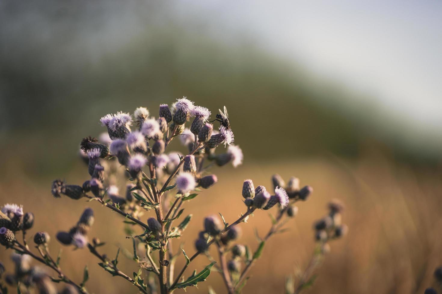 une mouche atterrit sur des fleurs violettes photo