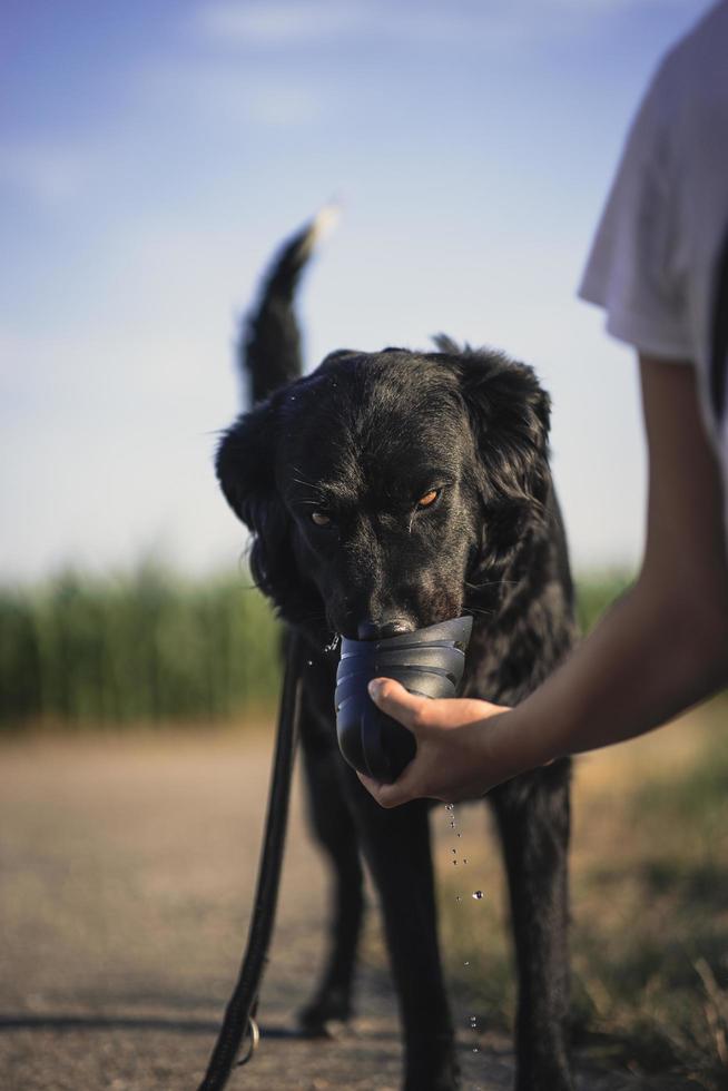 Personne tenant une tasse d'eau pour gros chien noir à poil court photo