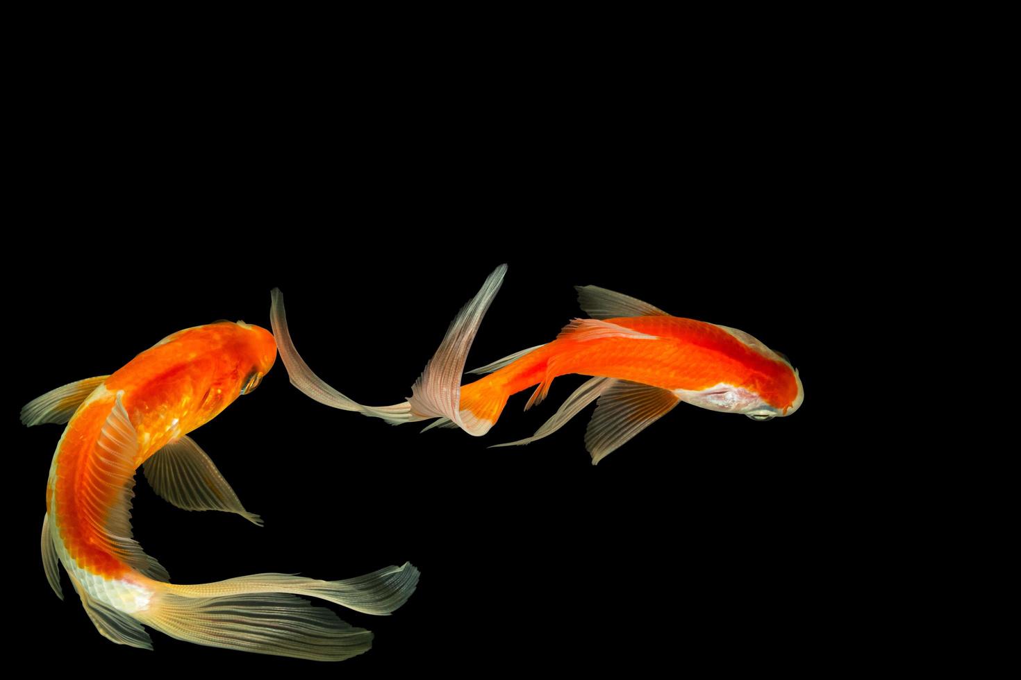 Poissons rouges à queue de comète sur fond noir photo