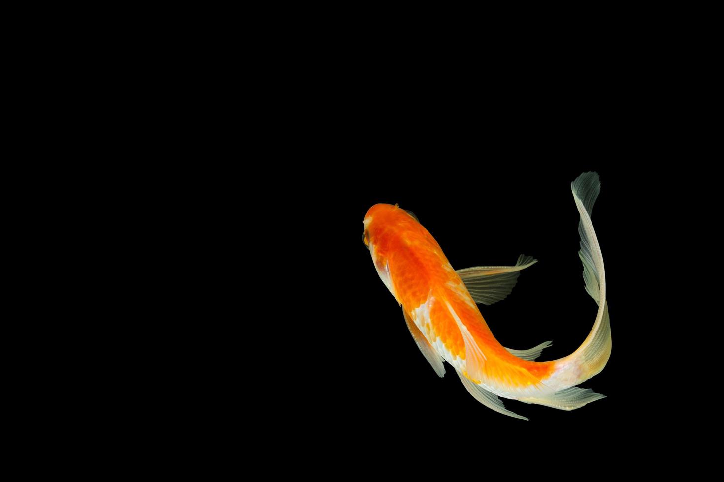 Poisson rouge à queue de comète sur fond noir photo