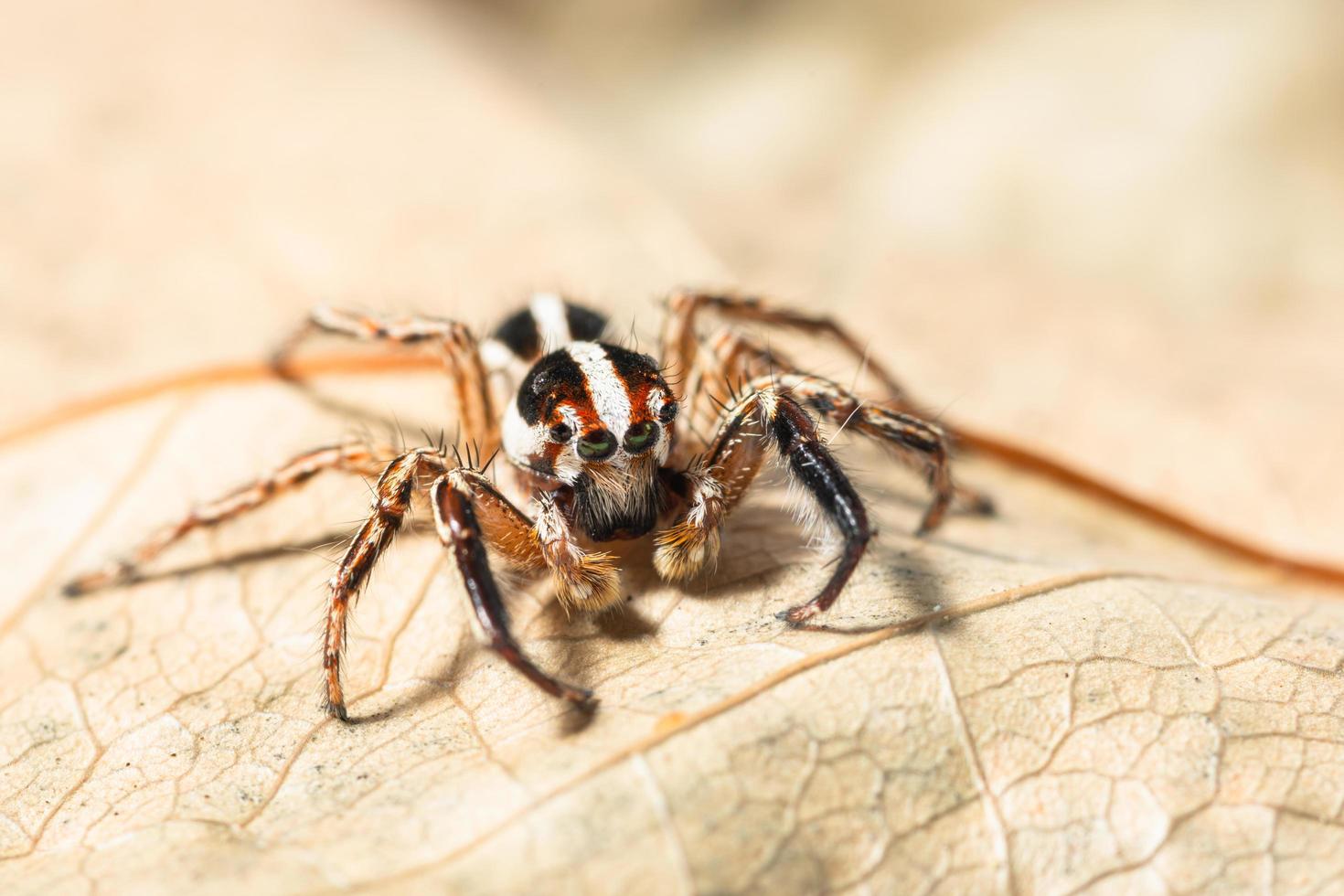 Araignée sauteuse brune sur une feuille sèche photo