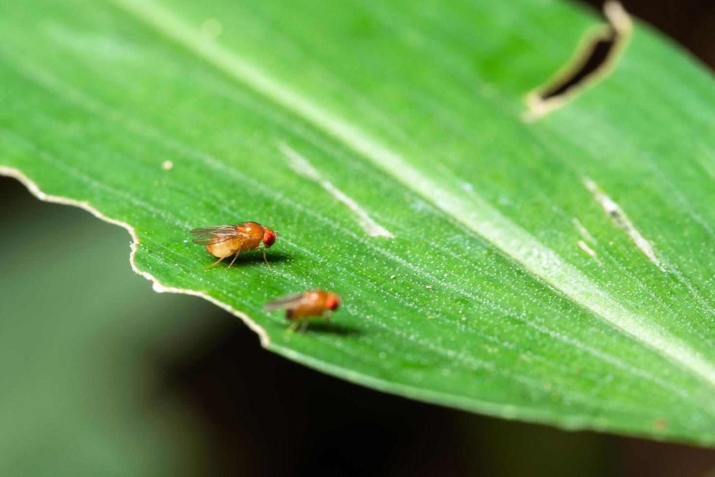 drosophiles sur feuille verte photo