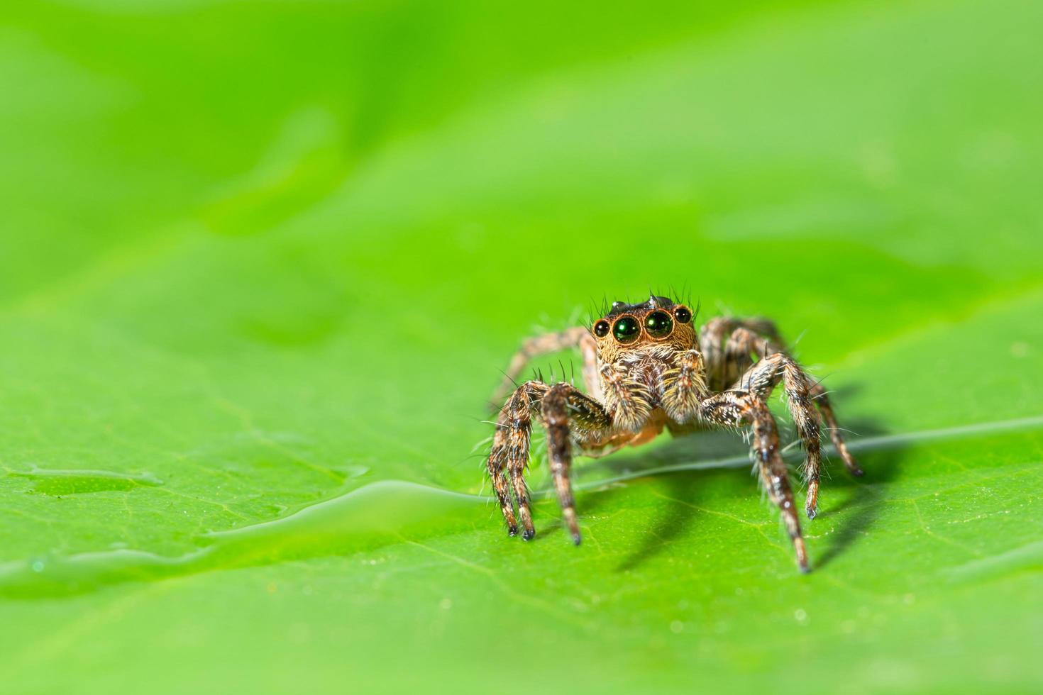 araignée brune sur une feuille verte photo