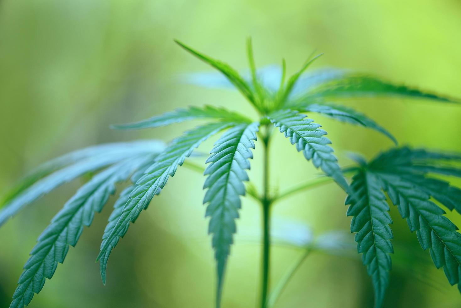 feuilles de marijuana plante de cannabis arbre poussant sur fond vert nature feuille de chanvre photo