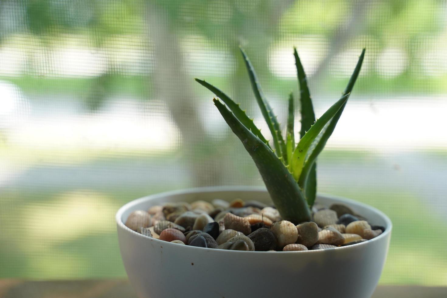 aloe vera dans un pot de fleurs sur table grise et fond de mur gris grunge avec espace de copie. photo