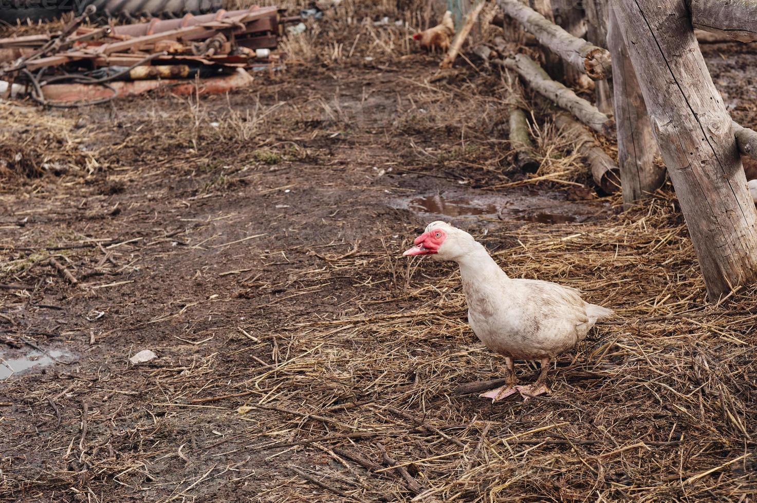 le canard musqué. l'entretien des canards musqués dans un ménage. photo