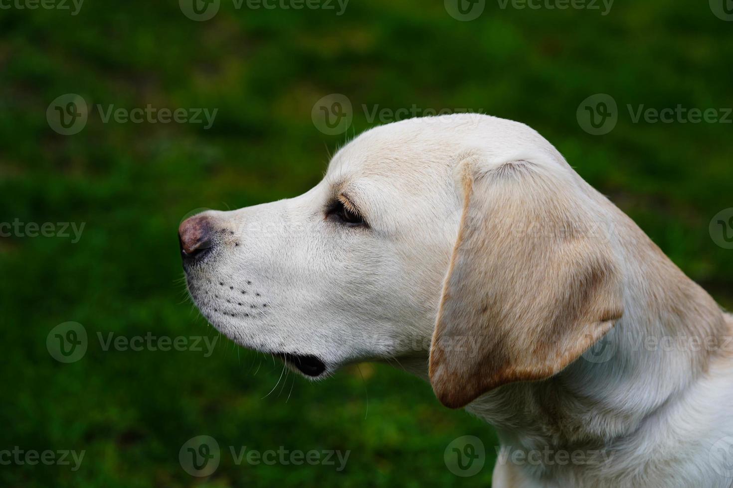 Labrador retriever britannique à poil court âgé de 4 mois photo