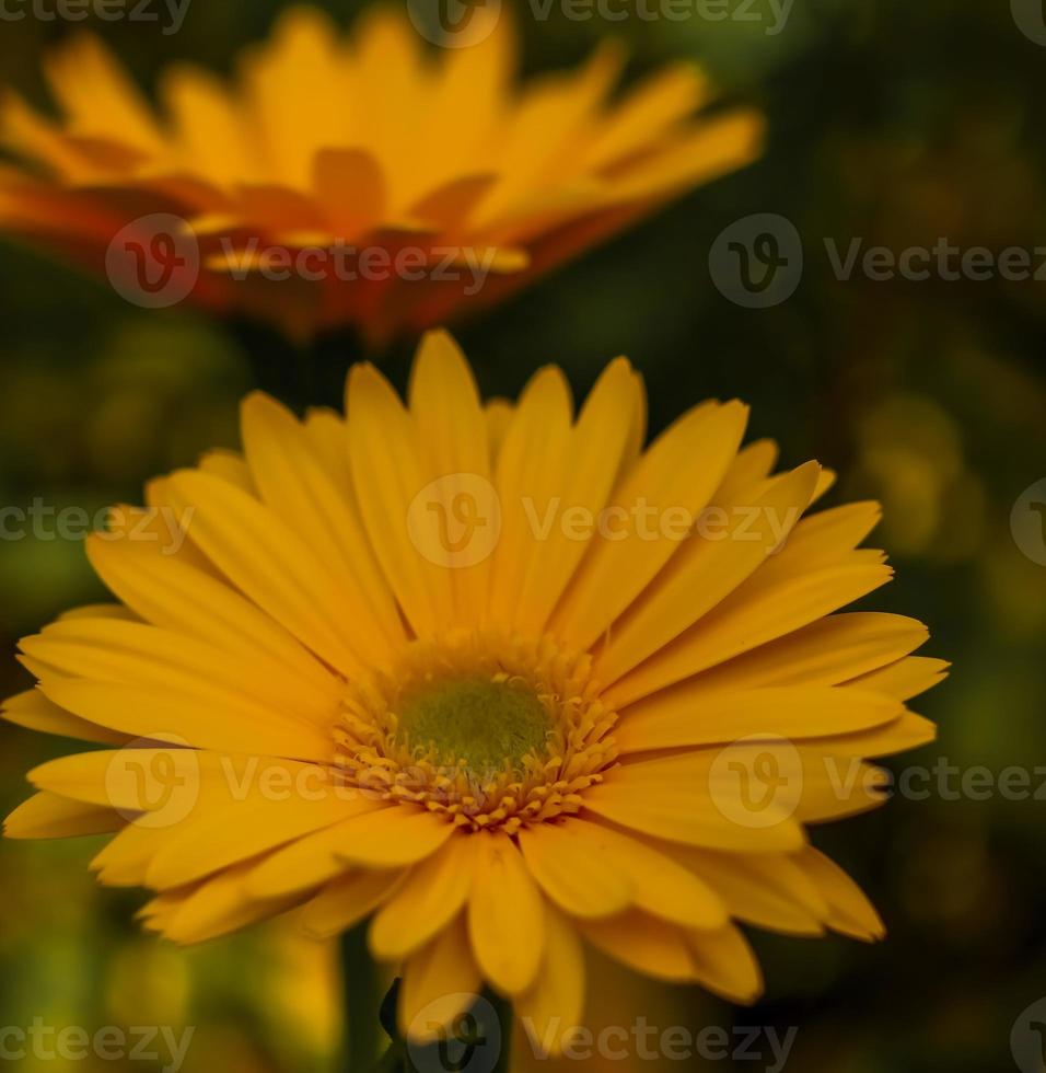 deux daiaies barberton jaune foncé . vues de face et de côté photo