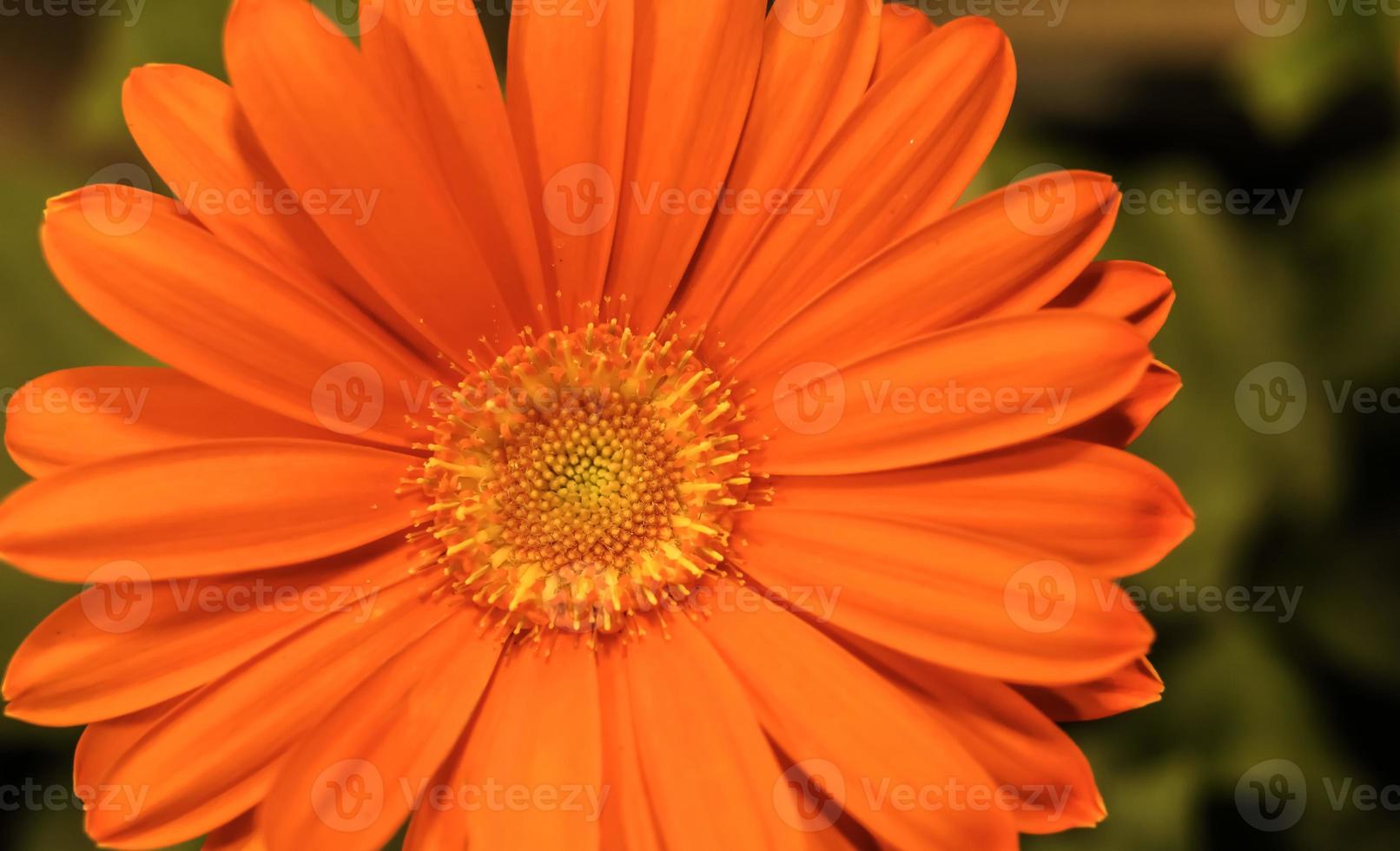 marguerite barberton orange carotte . vue frontale. fermer photo