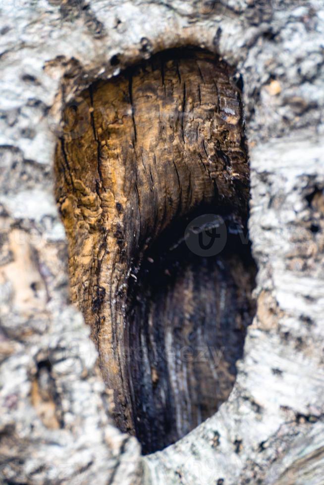 vieux tronc d'arbre avec un gros trou. noorderheide, elspeet, pays-bas. photo