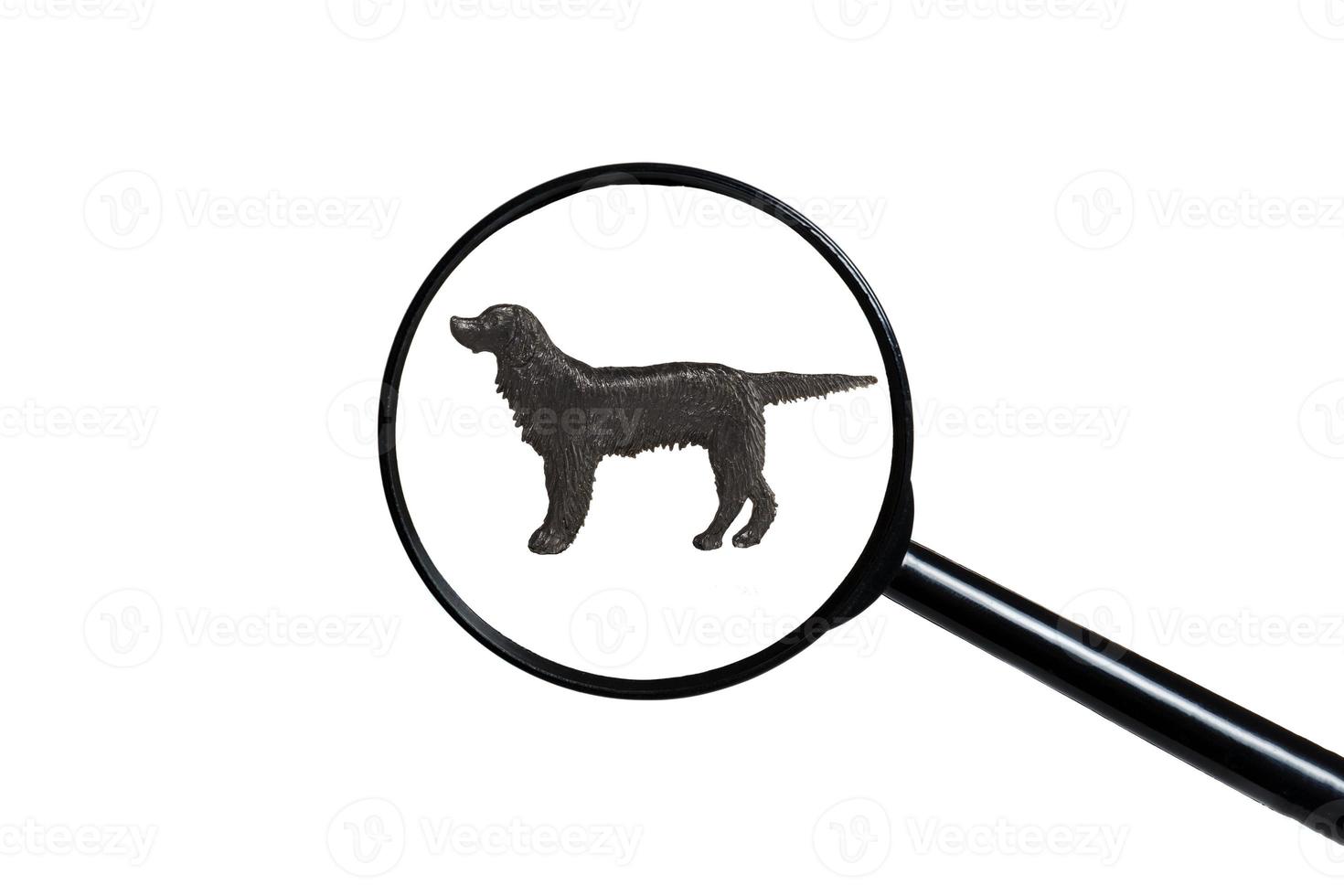 setter irlandais, silhouette de chien sur fond blanc, vue à travers une loupe photo