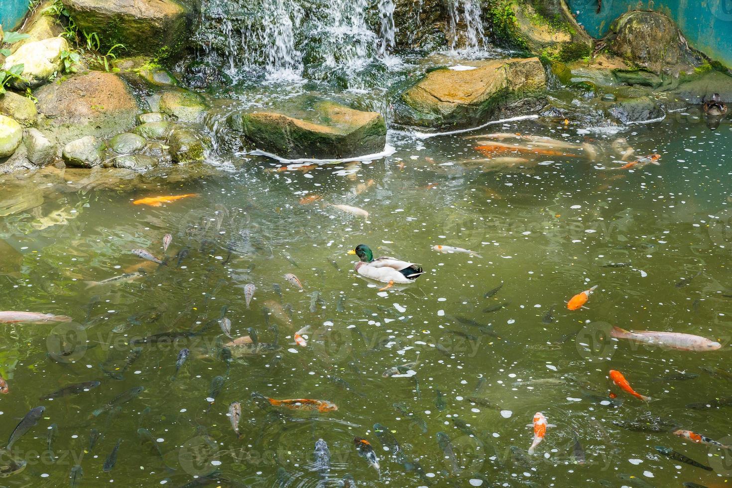 canard flottant sur un étang avec des poissons près d'une cascade photo