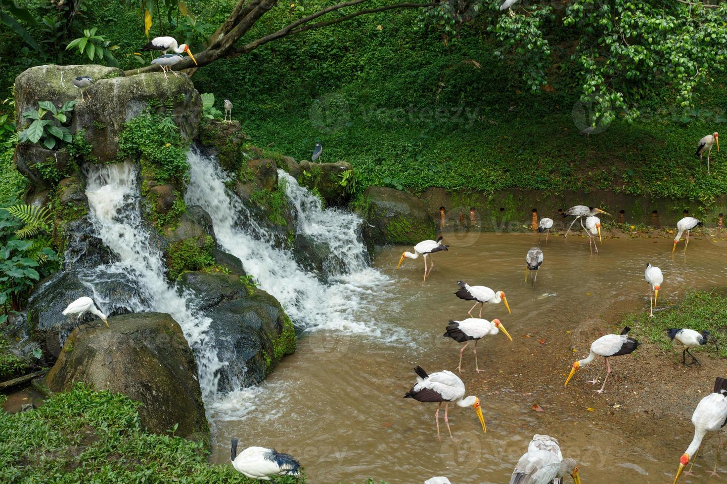 cigogne à bec jaune à la recherche de nourriture dans la rivière près de la cascade photo