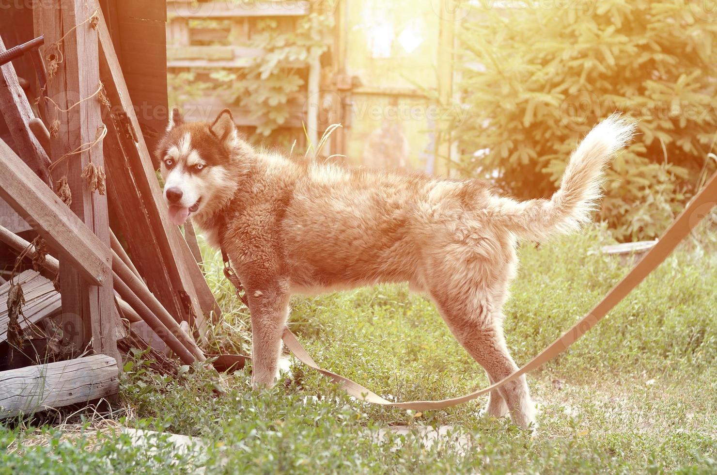 chien husky sibérien aux yeux bleus se dresse et regarde devant lui photo