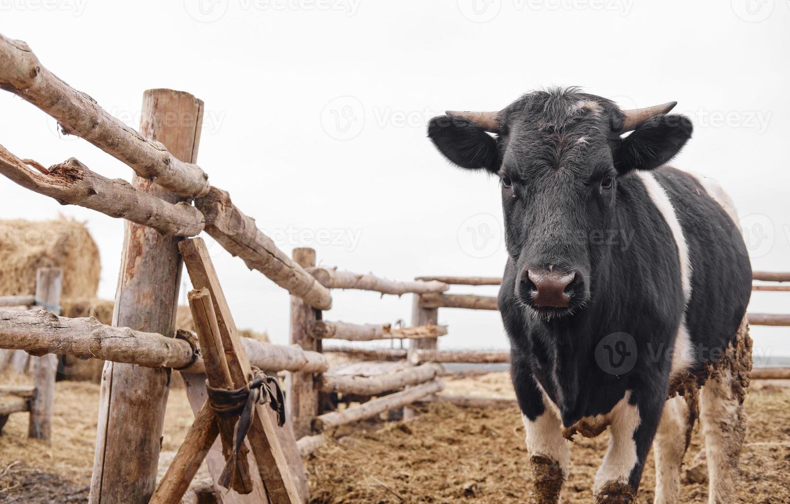 vache noire et blanche dans la boue à la ferme en regardant la caméra photo