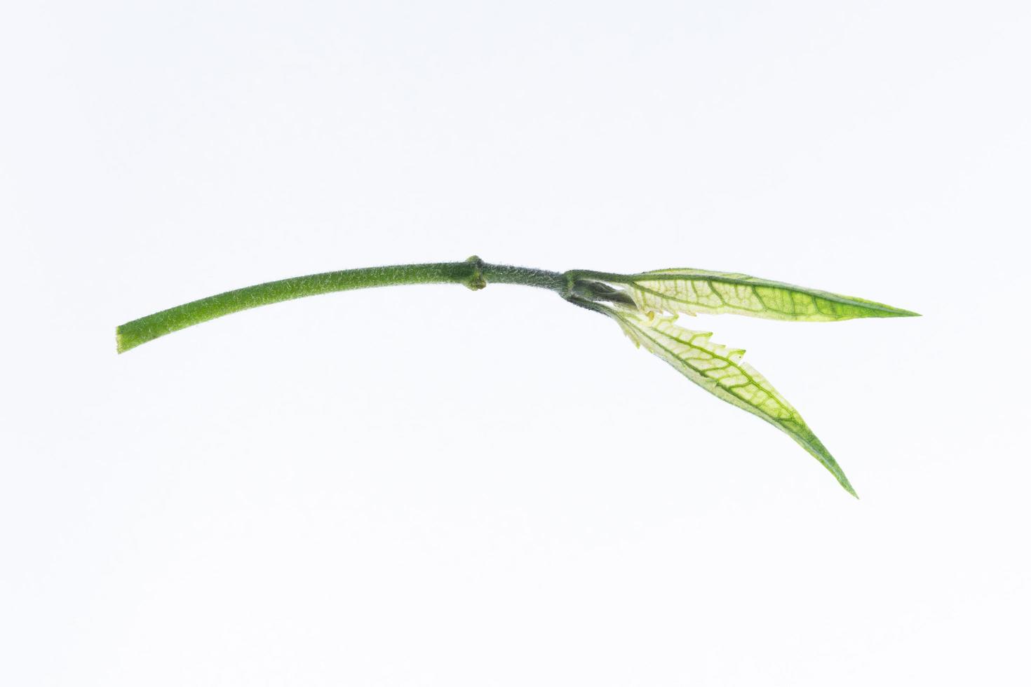 feuilles sur fond blanc photo