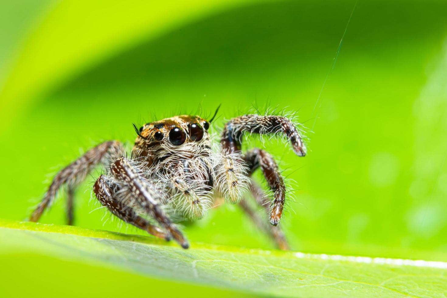 araignée sur une feuille photo