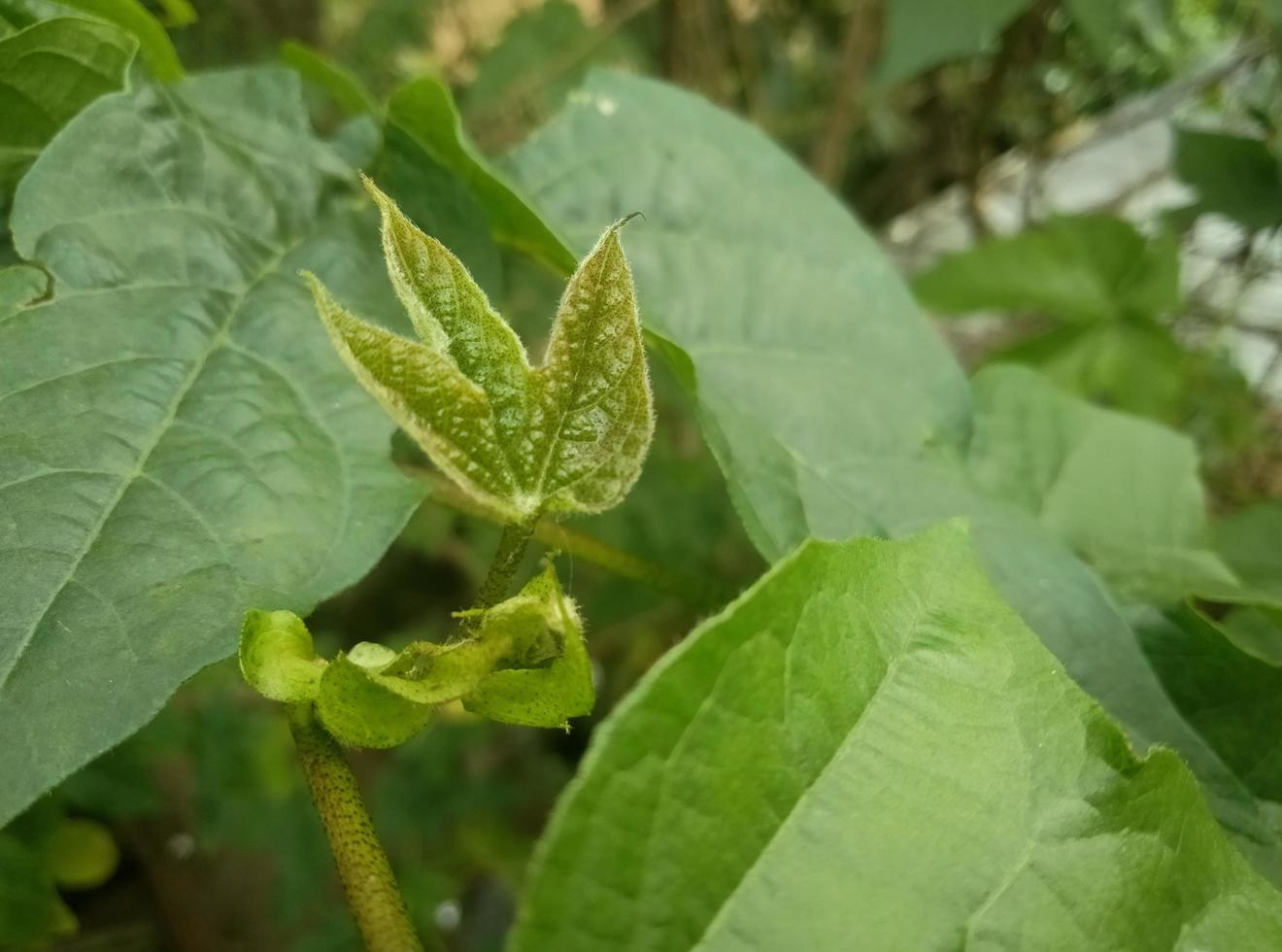 gros plan, de, jardin vert photo