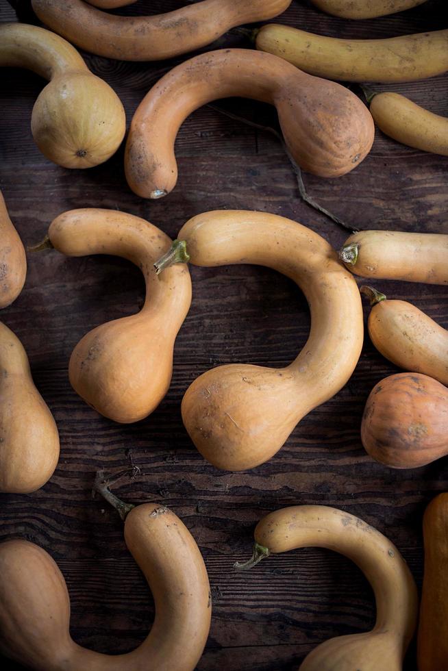 récolte de courges musquées photo