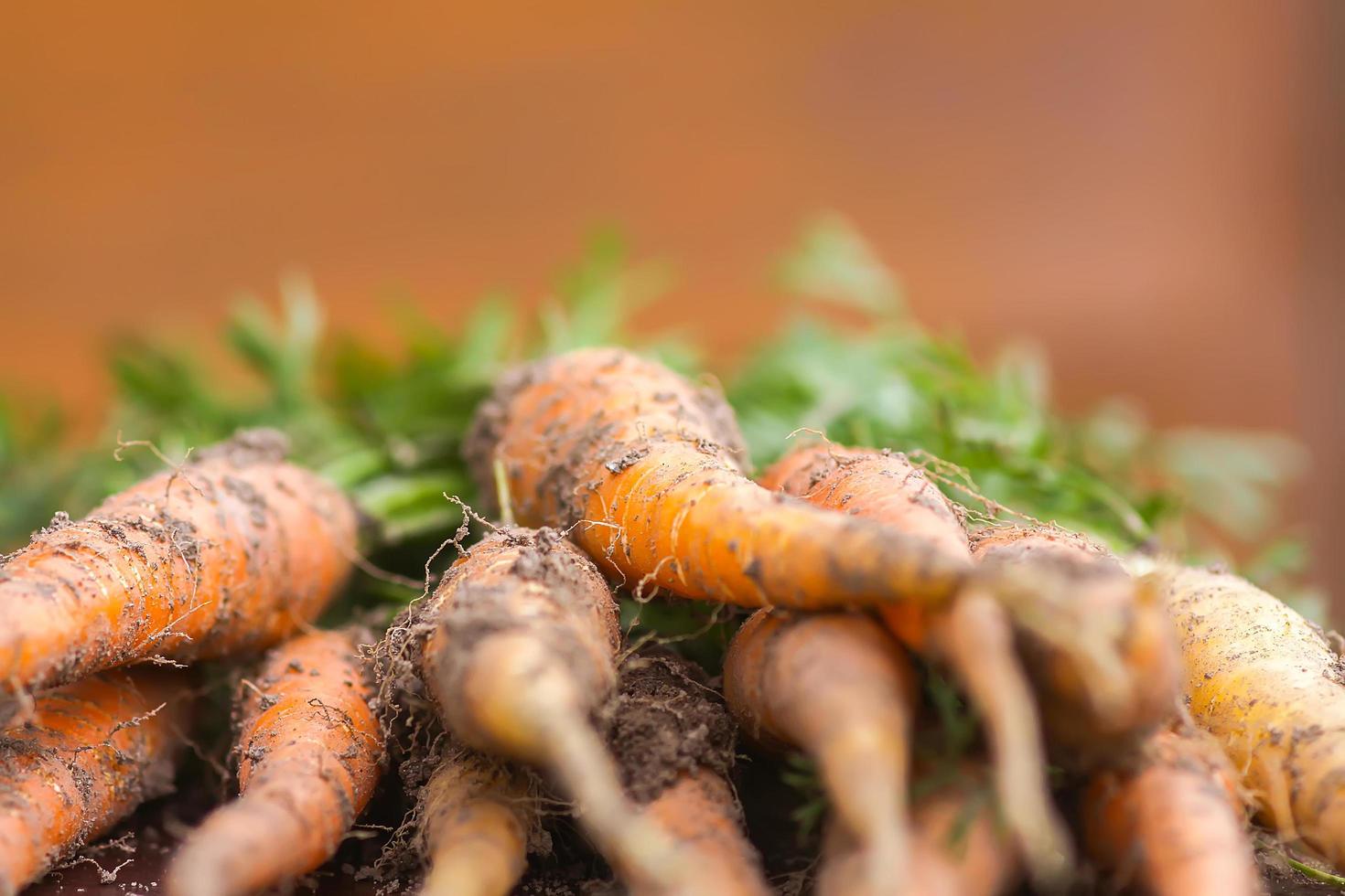 un bouquet de carottes photo