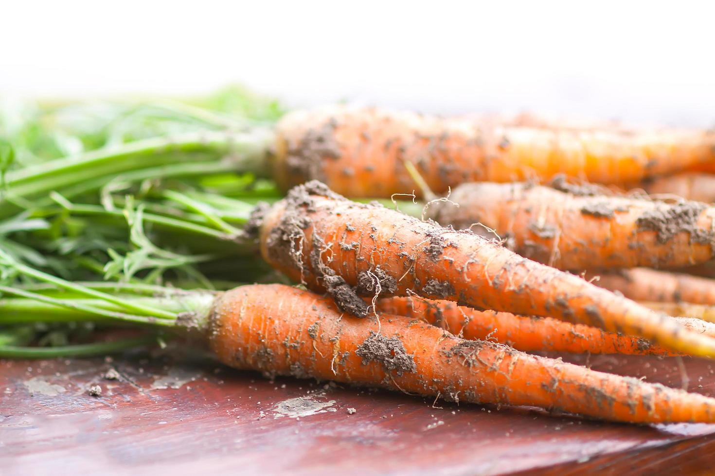 carottes fraîchement cueillies photo