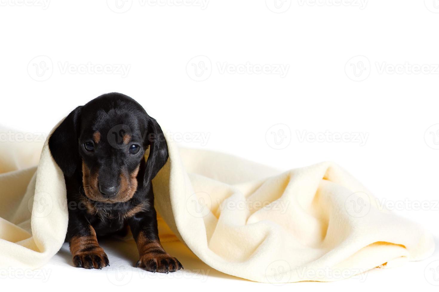 adorable chiot teckel regarde sous la douce couverture chaude. se prélasser au lit. se cacher du froid. photo