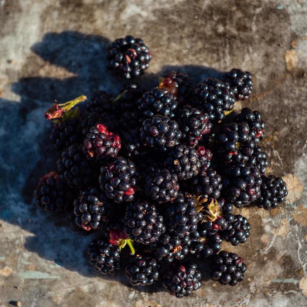 les premières mûres de l'année photo