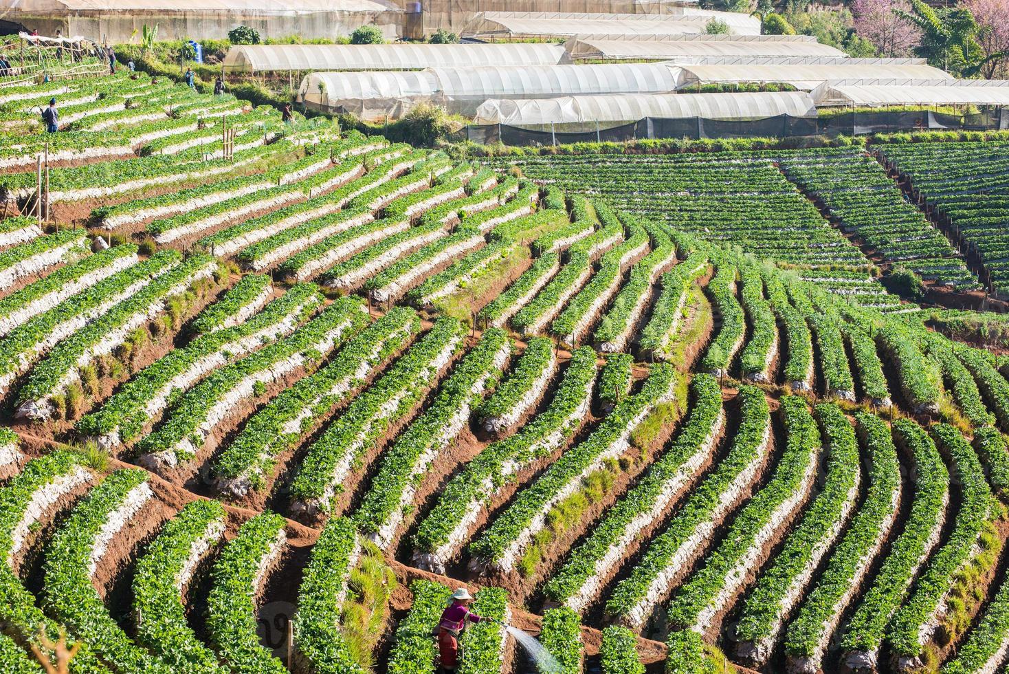 champ de fraises à la montagne doi ang, chiangmai thailandngkha photo