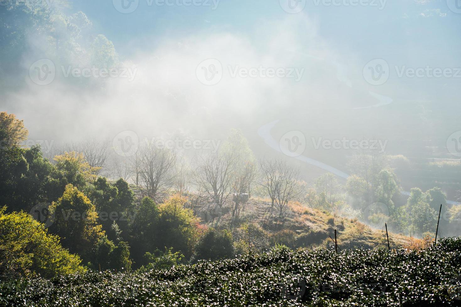 champ de thé et la brume matinale, à doi angkhang à chiangmai, thaïlande photo