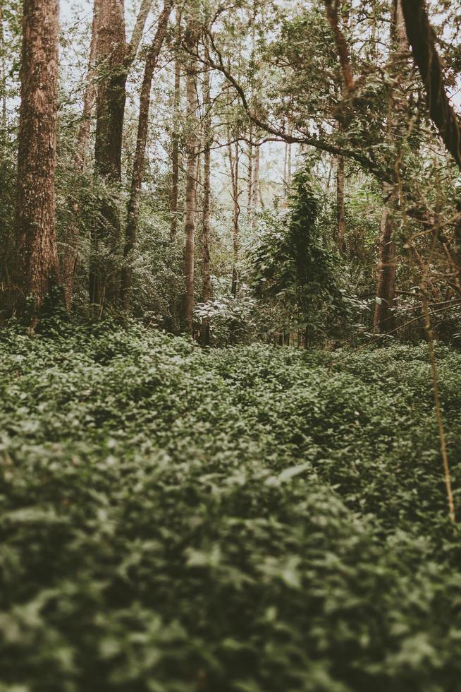 bosquet vert dans les bois photo