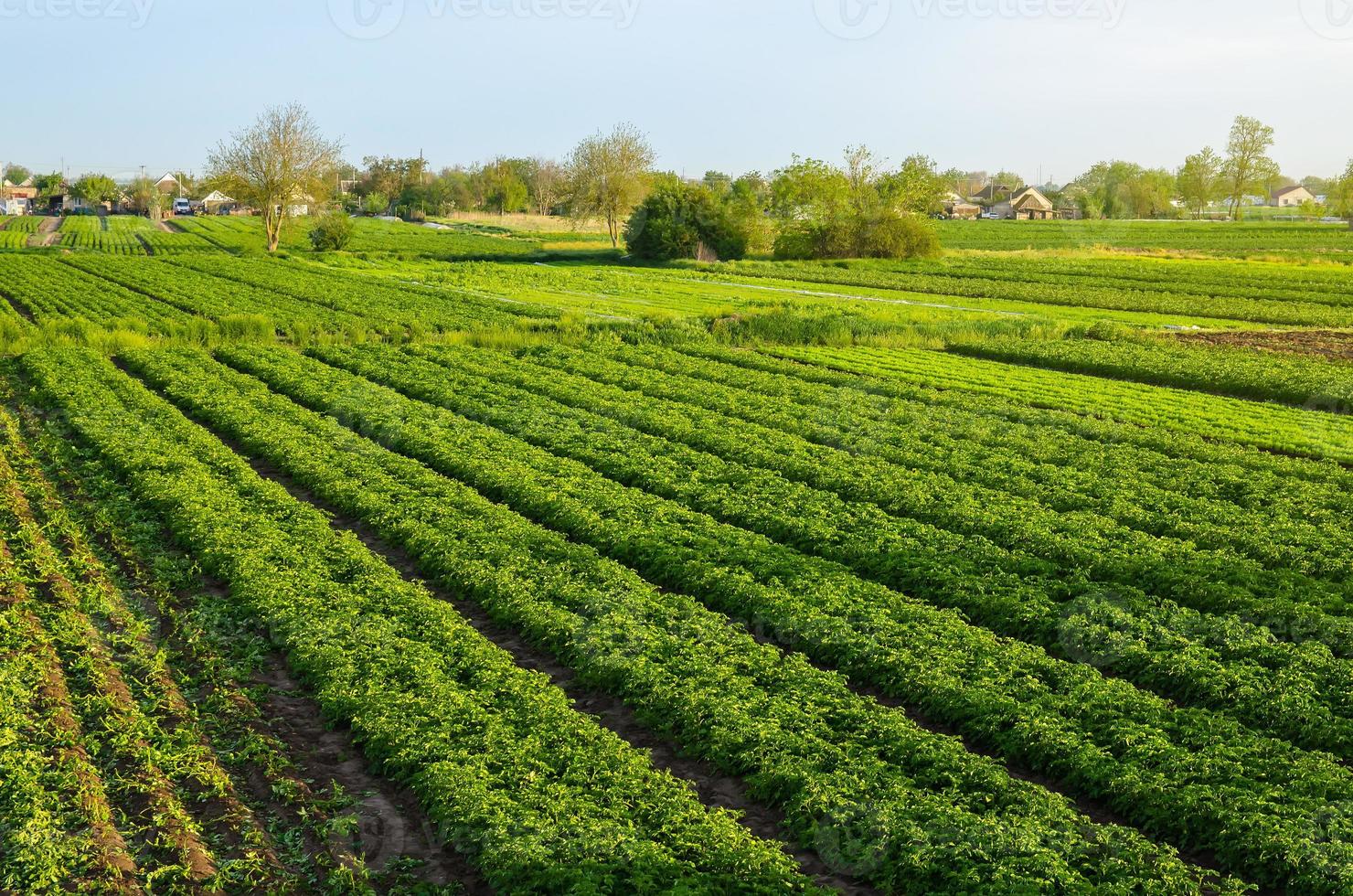 champs de plantation de pommes de terre. l'agro-industrie et l'agro-industrie. beau paysage de campagne européenne. l'agriculture biologique. récolter la première plantation de pommes de terre. agriculture et agro-industrie photo