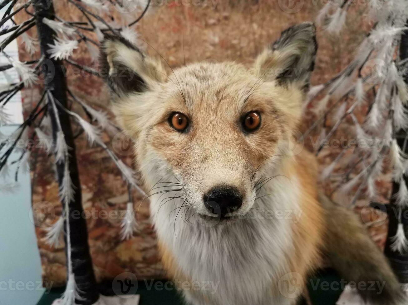 animal de taxidermie de renard rouge et brun et blanc en peluche photo