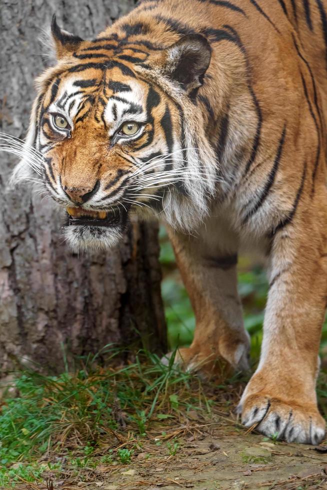 tigre de sumatran au zoo photo