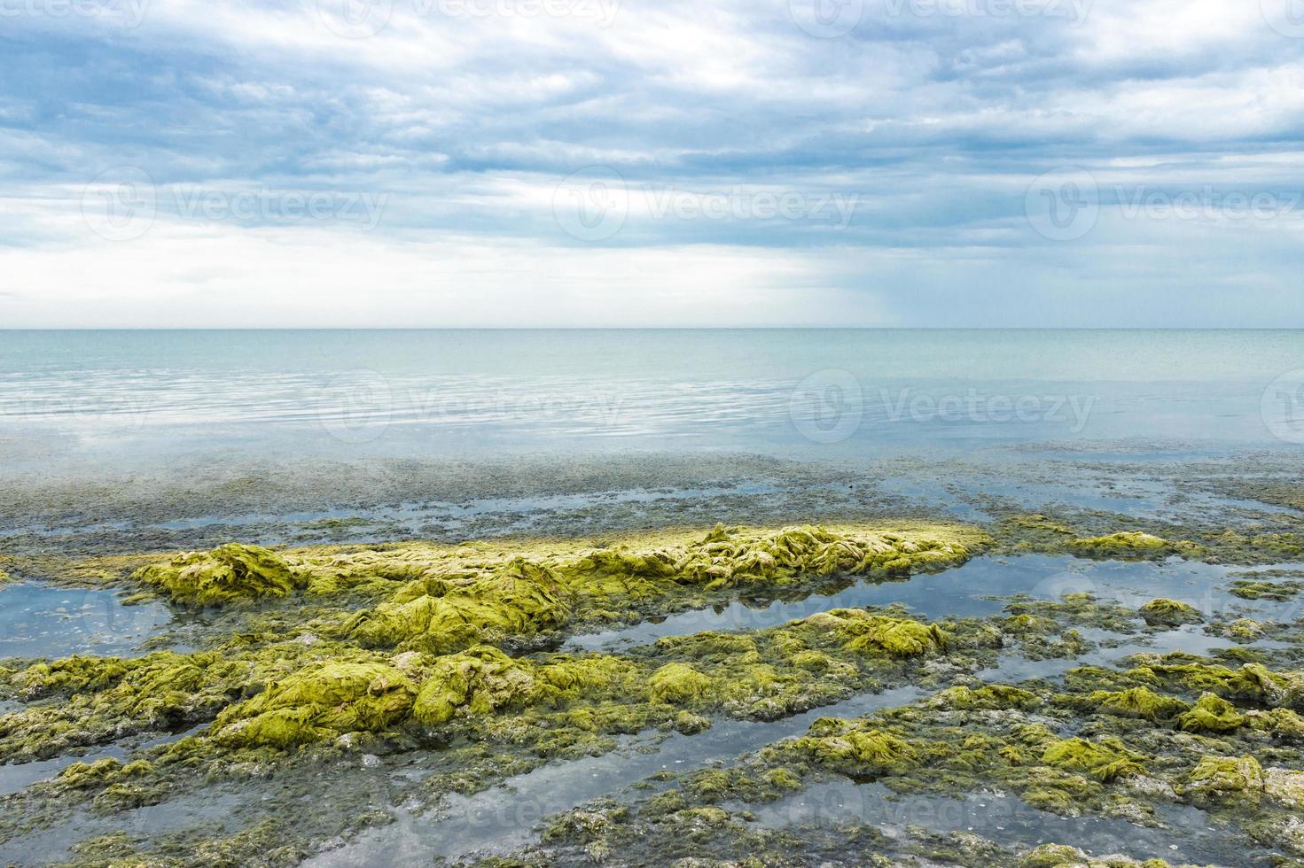 des vagues d'eau de mer jettent des algues vertes sur la plage un jour de pluie. concept d'écologie et de catastrophes naturelles photo