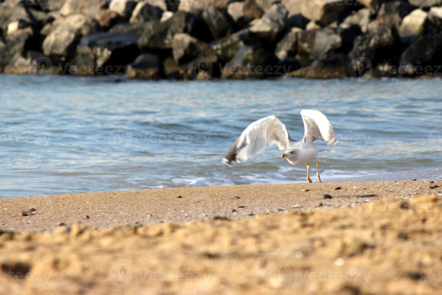 mouettes sur le sable de la plage photo