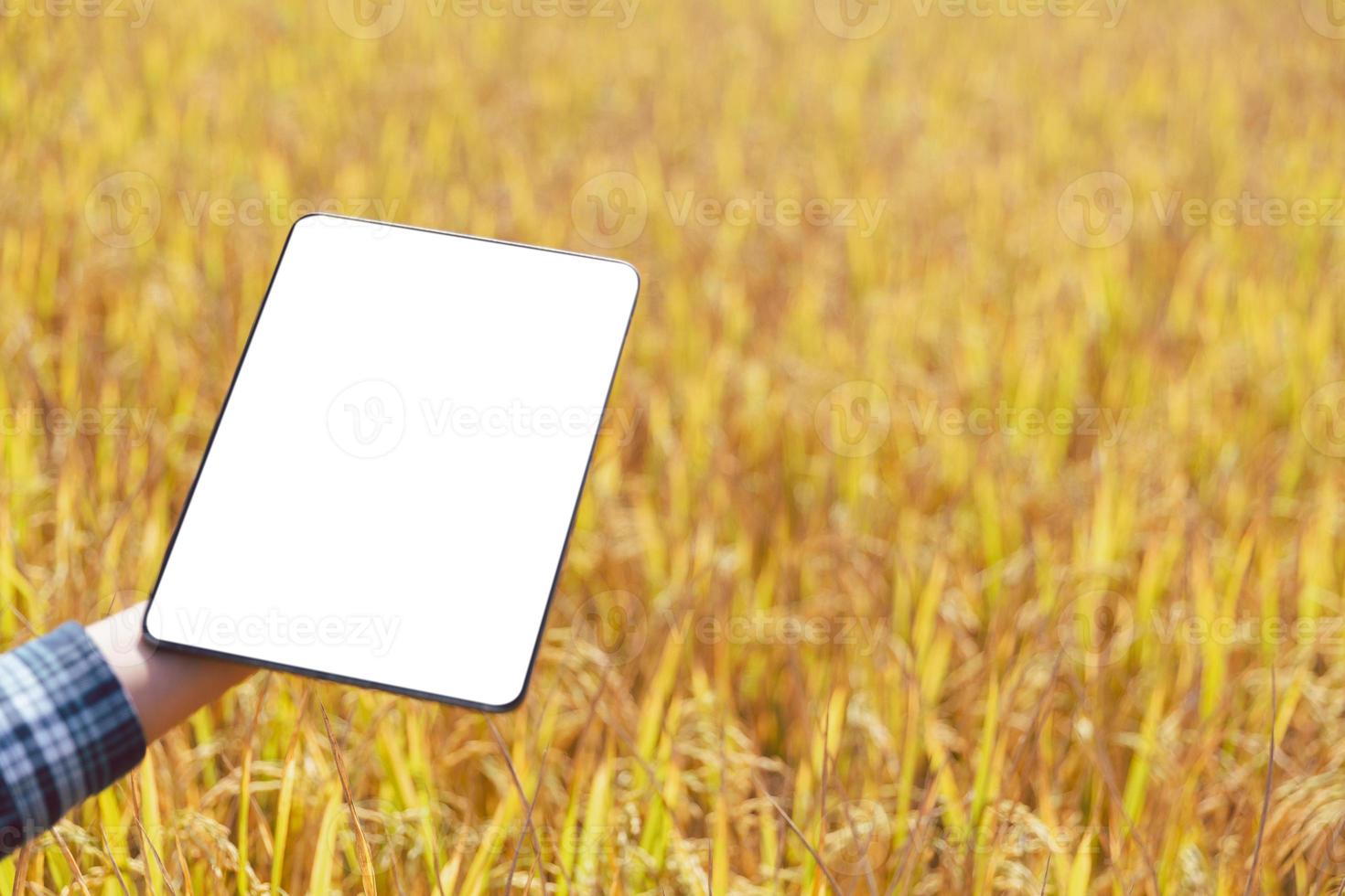 concept d'agriculture, rizière mûre et paysage de ciel à la ferme. récolte des agriculteurs de la rizière pendant la saison des récoltes. agriculteur utilisant une tablette pour rechercher des feuilles de riz dans un champ de ferme biologique. photo