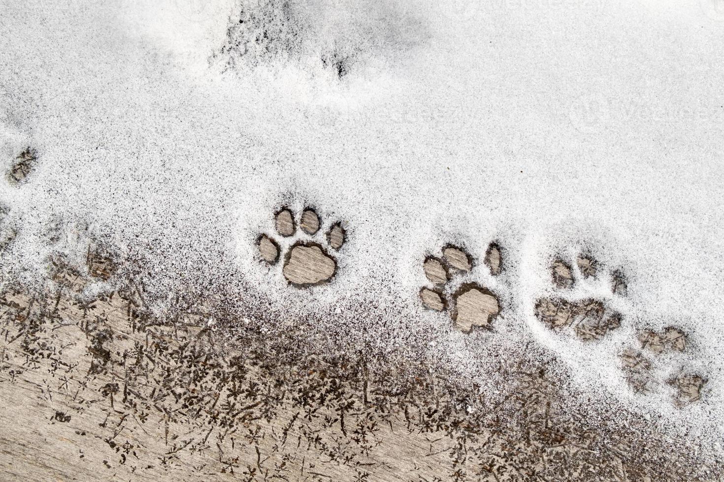 empreinte de pattes de chat dans la neige sur une texture en bois. espace de copie. photo