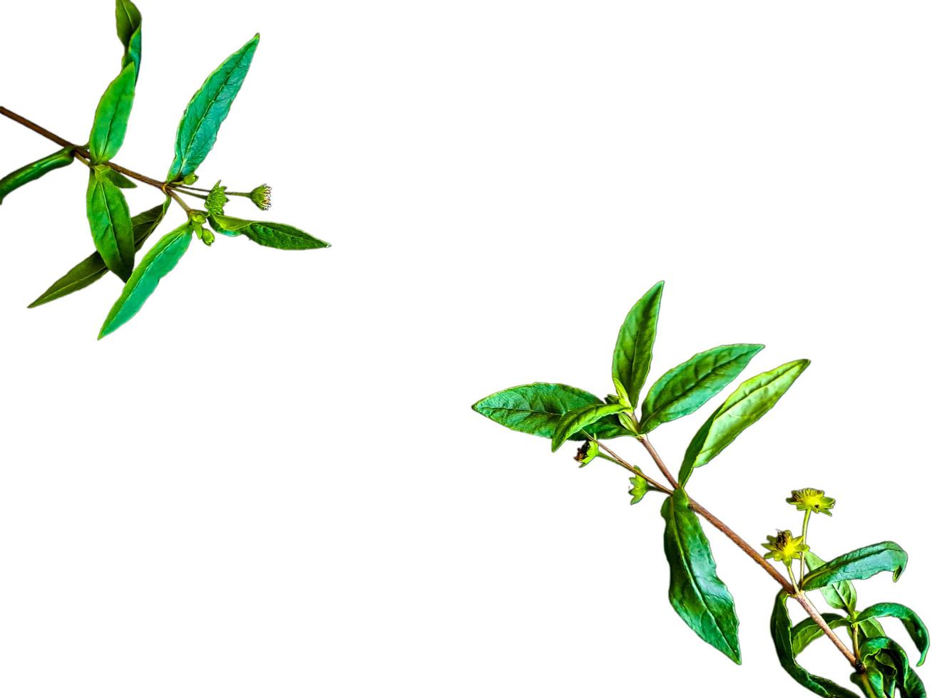 grevillea robusta vert, communément appelé chêne de soie du sud, chêne de soie ou chêne de soie, chêne argenté ou chêne argenté australien, est une plante à fleurs de la famille des protéacées, fond blanc isolé photo