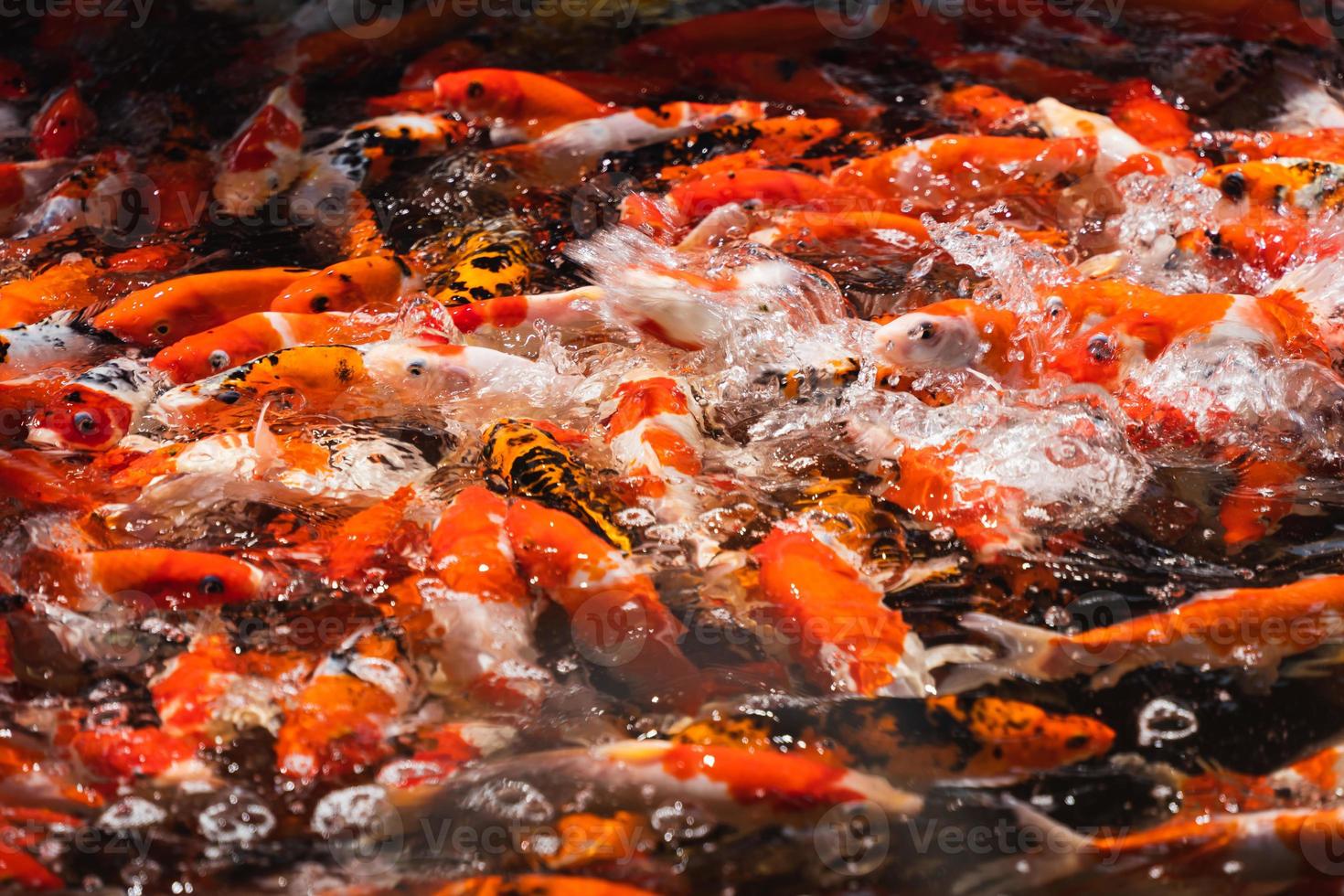 carpes dorées et poissons koi, poissons décoratifs colorés flottent dans un étang artificiel, concept animal. photo