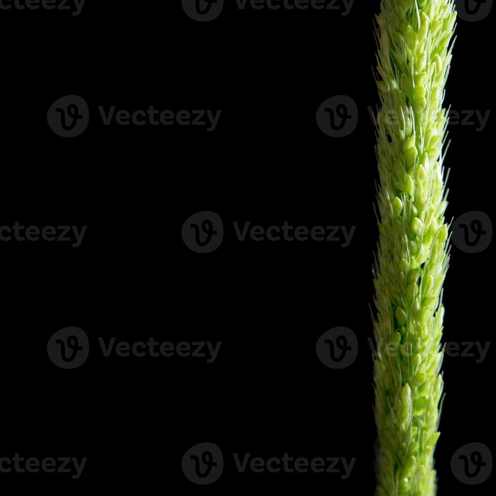 fermer la fraîcheur de l'herbe de riz de la jungle sur fond noir photo