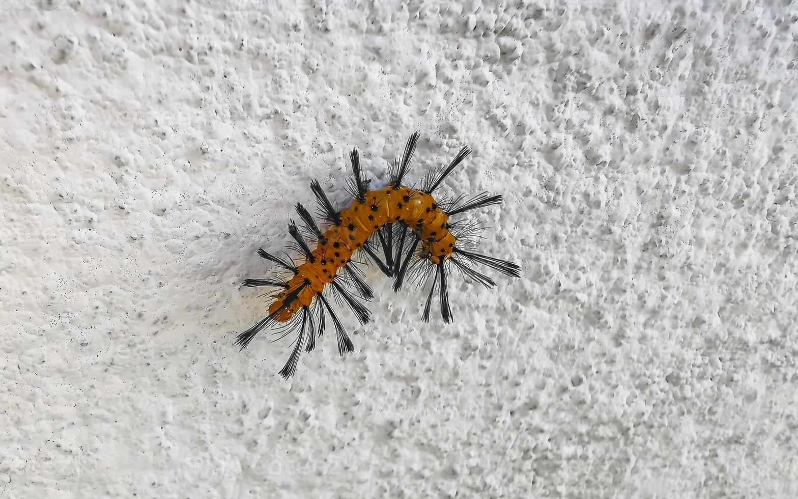 belle chenille tropicale orange sur un mur blanc au mexique. photo