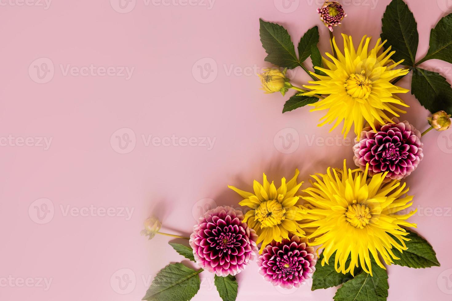 arrangement de fleurs d'automne sur fond beige. dahlias lumineux et feuilles vertes. concept floristique d'automne. une copie de l'espace. vue de dessus. photo