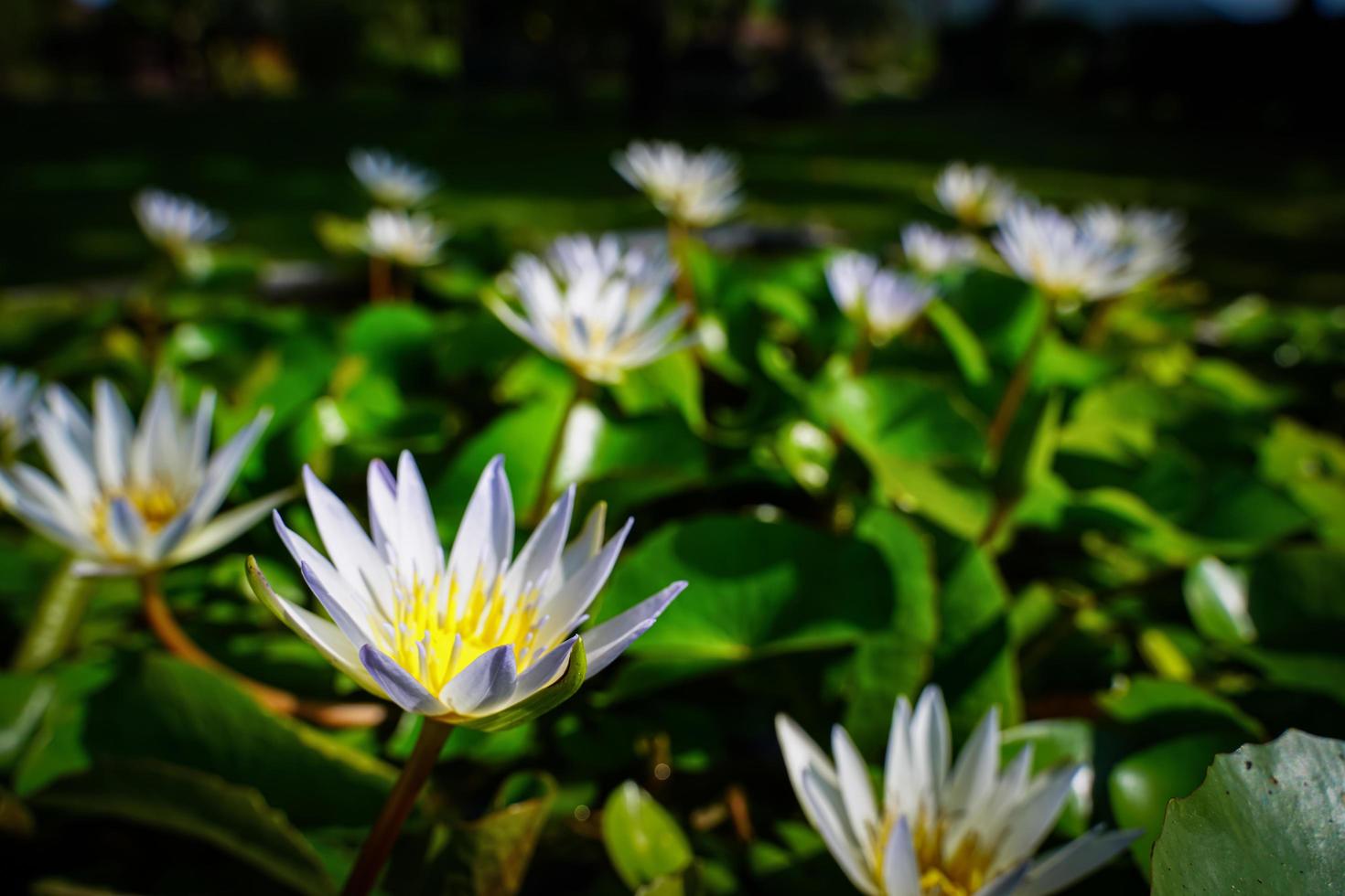 belles fleurs de lotus qui fleurissent au soleil du matin photo